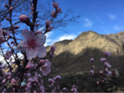 Cherry Blossoms against the Southern Alps